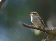 19_DSC8061_Firecrest_entertainer_24pc