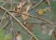 19_DSC8363_Firecrest_nimble_28pc