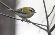 24_DSC8864_Firecrest_smurky_41pc