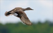 17_DSC3953_Gadwall_grasp_30pc