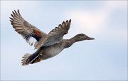 17_DSC3956_Gadwall_goodwill_23pc