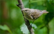 02_DSC0353_Garden_Warbler_near_pond_on_branch_65pc