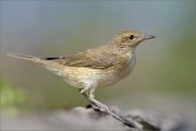 02_DSC5100_Garden_Warbler_near_pond_full_100pc