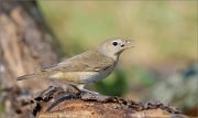 06_DSC7383_Garden_Warbler_wow_effect_of_heat_50pc