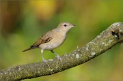 06_DSC7472_Garden_Warbler_steel_limbs_63pc