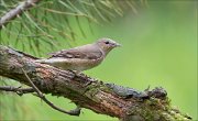 11_DSC0066_Garden_Warbler_steal_up_66pc