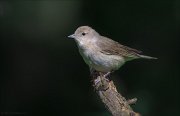 11_DSC3890_Garden_Warbler_murky_55pc