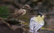 11_DSC4420_Garden_Warbler_ft_Great_Tit_debate_116pc