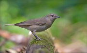 11_DSC4936_Garden_Warbler_slender_80pc