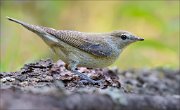 18_DSC2966_Garden_Warbler_dally_89pc