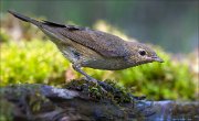 18_DSC3503_Garden_Warbler_dash_74pc