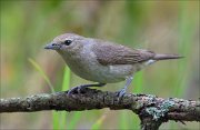 18_DSC3555_Garden_Warbler_coarse_65pc