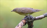 18_DSC5376_Garden_Warbler_bulge_90pc