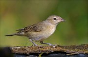 22_DSC6240_Garden_Warbler_slovenly_48pc