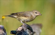 22_DSC6254_Garden_Warbler_cringey_64pc