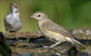 22_DSC6257_Garden_Warbler_bonny_64pc