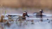 15_DSC1069_Garganey_bead_28pc