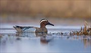 15_DSC1074_Garganey_liberty_35pc