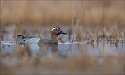 15_DSC1090_Garganey_obstacle_58pc