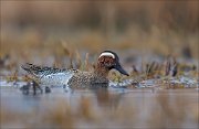 15_DSC1109_Garganey_bog_40pc