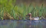 15_DSC4018_Garganey_hash_21pc