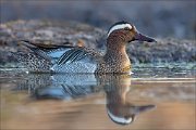 17_DSC2250_Garganey_alloy_69pc