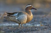 17_DSC2258_Garganey_abroad_67pc