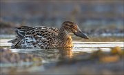 17_DSC2280_Garganey_drift_29pc