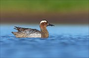 23_DSC4262_Garganey_boat_48pc