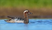 23_DSC4285_Garganey_taunt_55pc