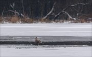 24_DSC2395_Glaucous_Gull_astray_34pc