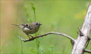 11_DSC0141_Goldcrest_herbal_50pc