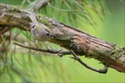 11_DSC0147_Goldcrest_tot_46pc