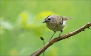 11_DSC0161_Goldcrest_header_48pc