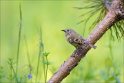 11_DSC0704_Goldcrest_sublimation_79pc