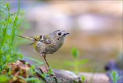 11_DSC0711_Goldcrest_shorty_king_78pc