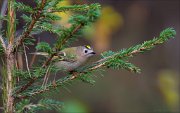 13_DSC2709_Goldcrest_questionable_66pc