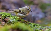 14_DSC1673_Goldcrest_tender_52pc