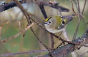 14_DSC9456_Goldcrest_boss_28pc