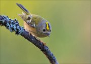 18_DSC3118_Goldcrest_peak_50pc