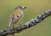 18_DSC3391_Goldcrest_lump_58pc