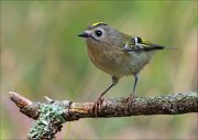 18_DSC3481_Goldcrest_lanky_43pc