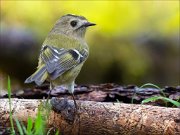 18_DSC3496_Goldcrest_revolve_74pc