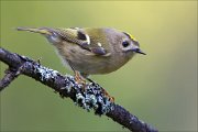 18_DSC3518_Goldcrest_stance_44pc