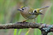 18_DSC3581_Goldcrest_gentle_45pc