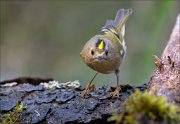 18_DSC3587_Goldcrest_pointed_44pc