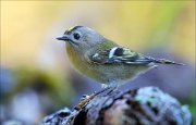 18_DSC4042_Goldcrest_splendor_66pc