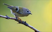 18_DSC4054_Goldcrest_forlorn_56pc