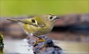 23_DSC0177_Goldcrest_anticipate_39pc