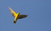 05_DSC5539_Golden_Oriole_luminary_29pc